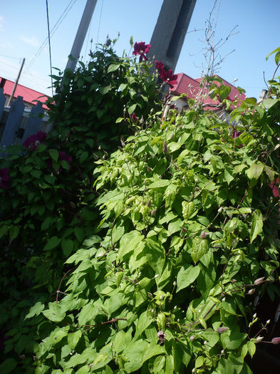 P1200008 - GRADINA 2013