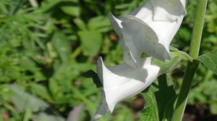 DSC00475 - gradina 2013