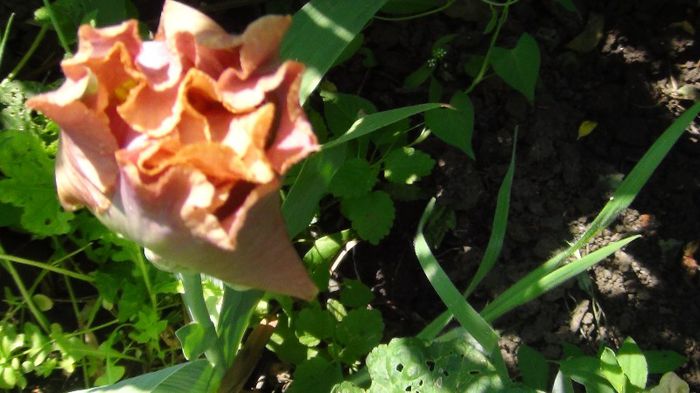 DSC00480 - gradina 2013