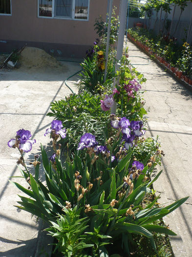 P1200046 - GRADINA 2013