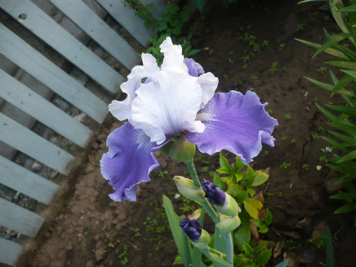 P1200072 - GRADINA 2013