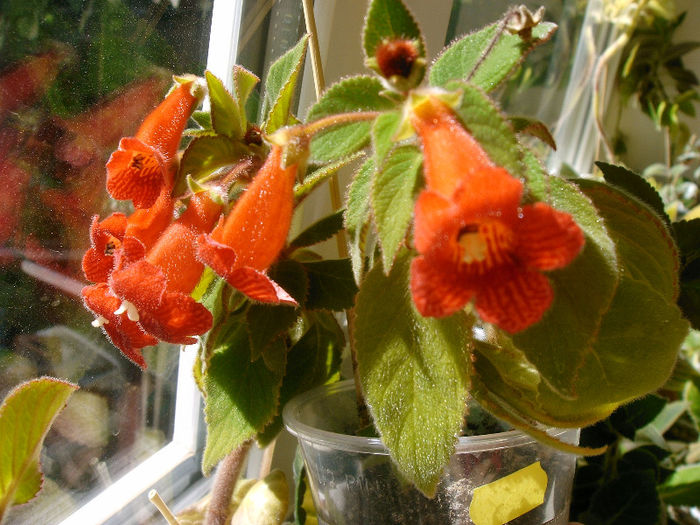 Eriantha - KOHLERII
