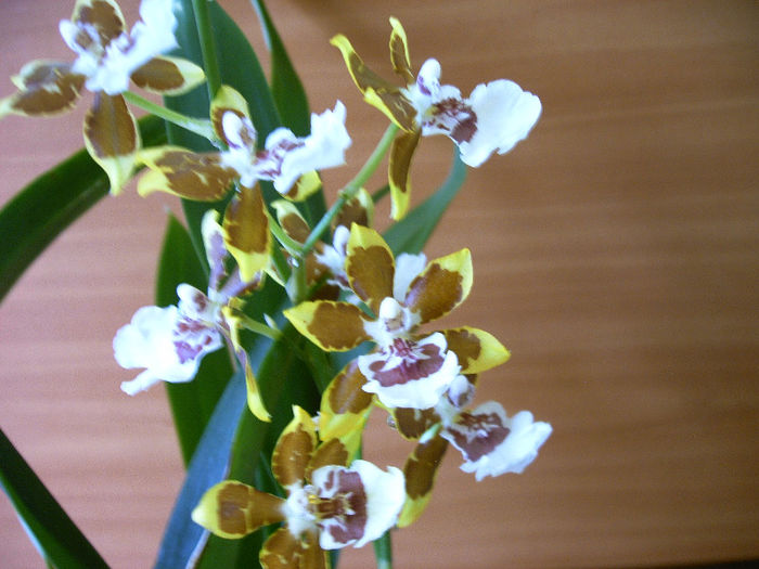 Cambria - Orhidee