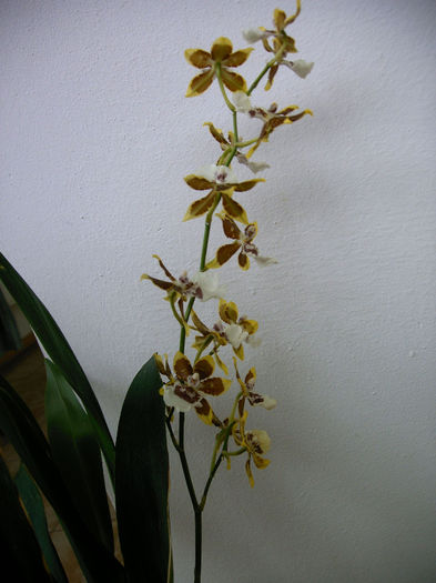 IMAG0036 - Orhidee