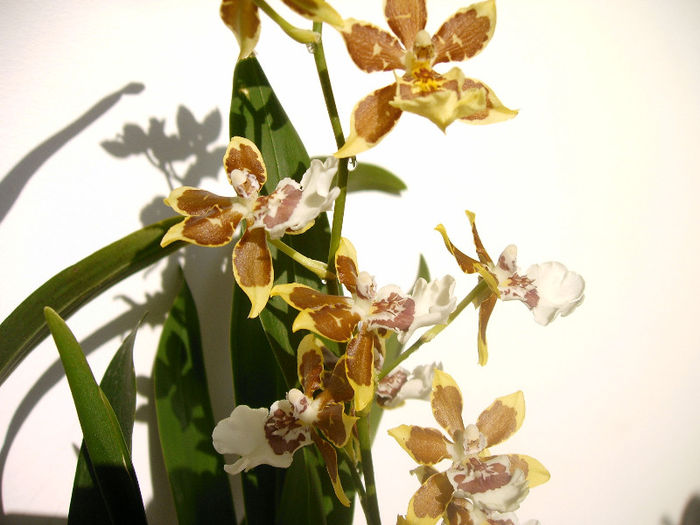 IMAG0024 - Orhidee