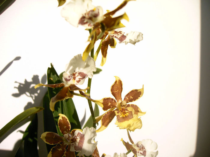 IMAG0025 - Orhidee