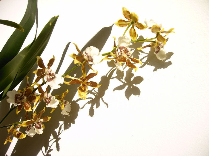 IMAG0029 - Orhidee