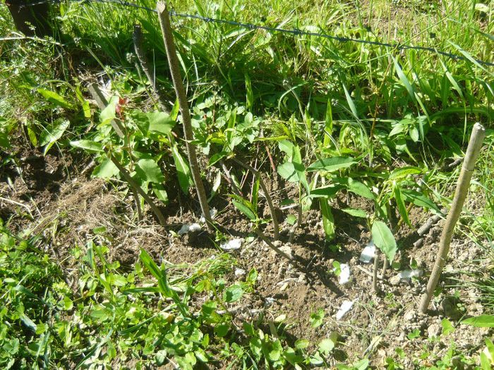 P1040696; piersici si caisi
