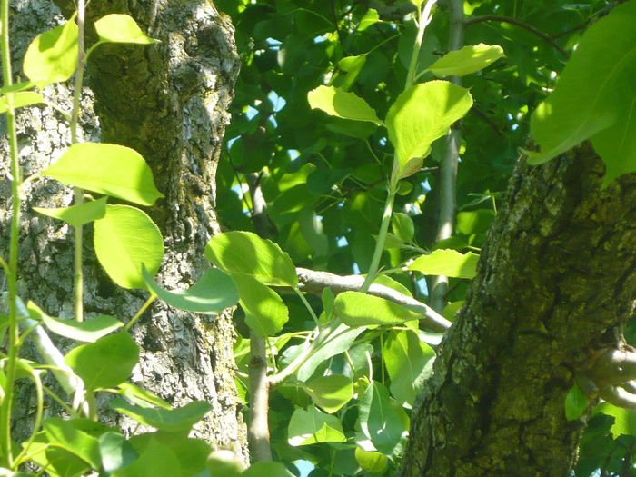 P1040698; par altoit in coroana pe un par mare altoit in simplificata pe ramuri subtiri
