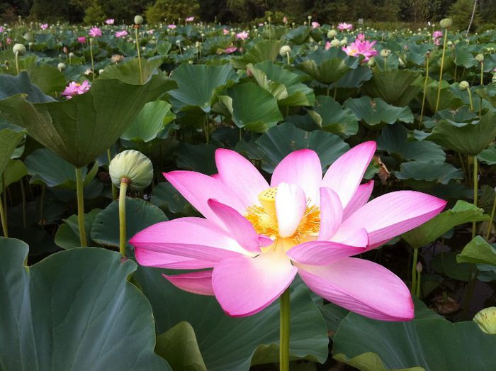 lotus flower