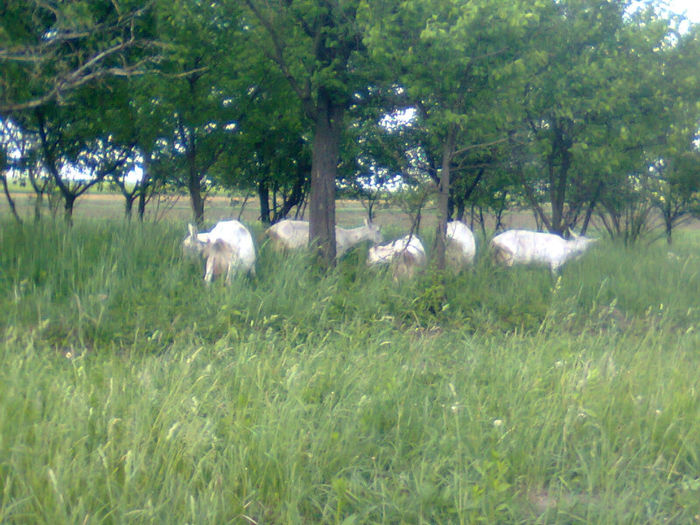 Fotografie0243 - Capre Saanen provin de la doamna Clara Mariana