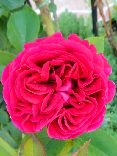 Falstaff dimineata - Roze