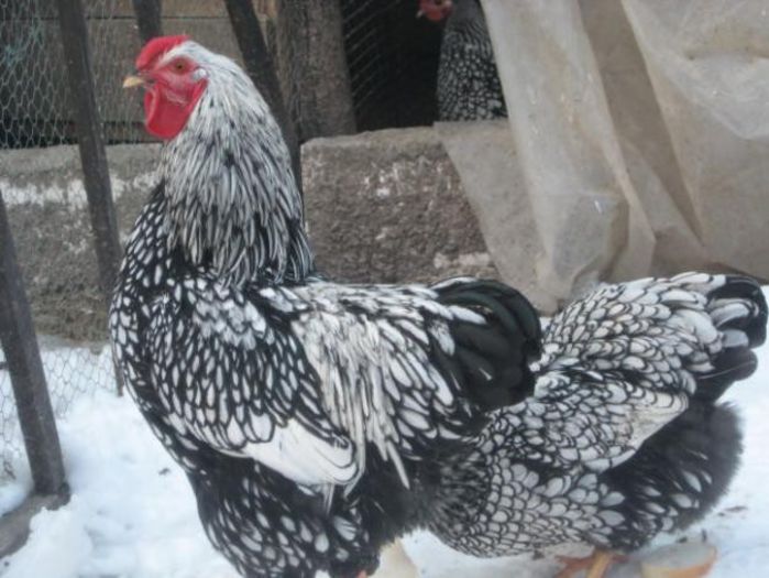 72154715_1-Imagini-ale-Vand-oua-pui-si-gaini-de-rasa