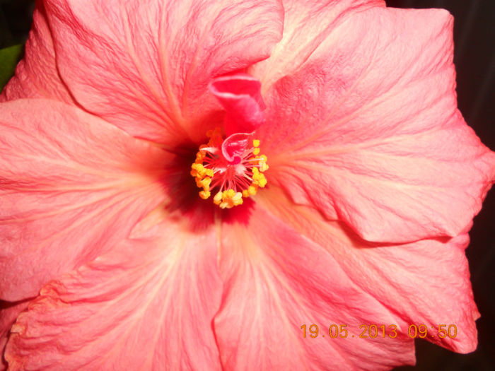 DSCN3220