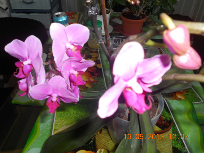 DSCN3227