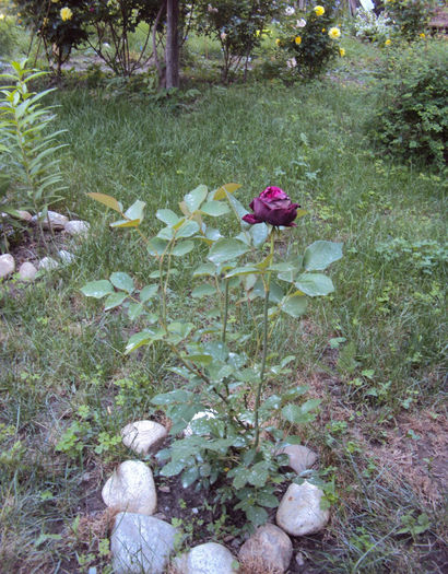 DSC04425