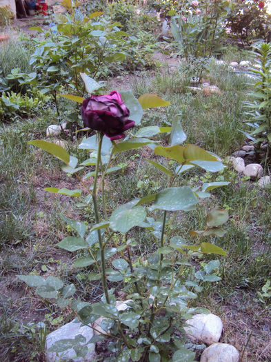 DSC04426