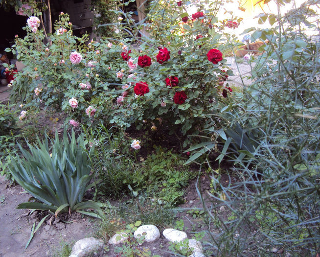 DSC04427