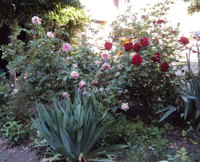 DSC04430