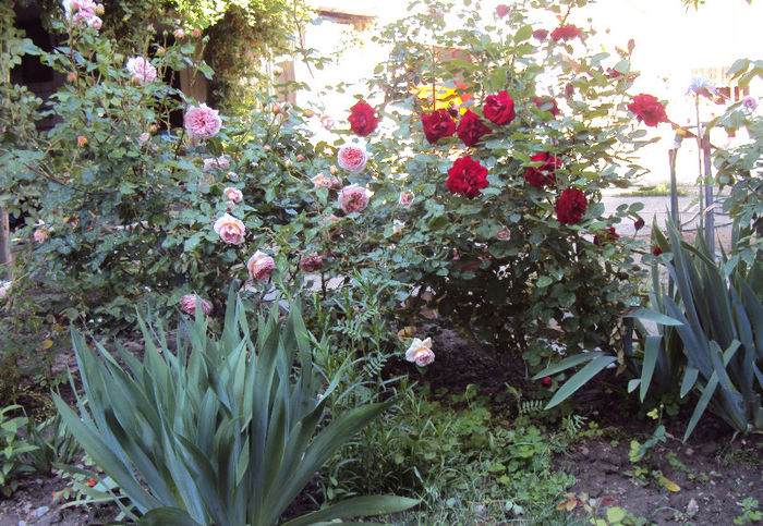 DSC04431