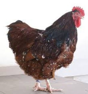 cocos portelan - gaini rasa originale