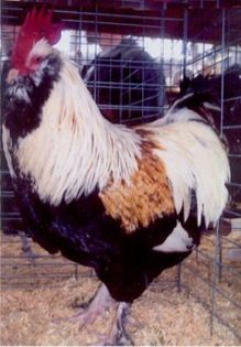 faverol - gaini rasa originale