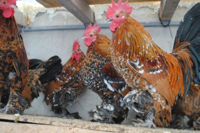 mi de flori rosu - gaini rasa originale