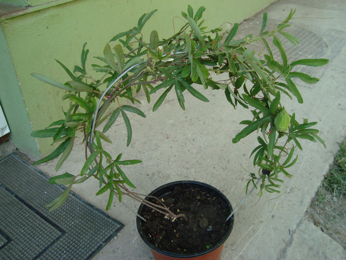 DSC08579 - passiflora 2013