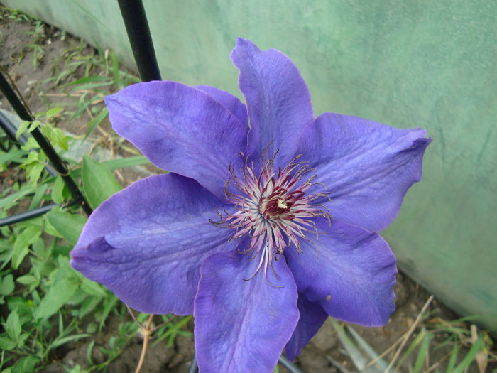 DSC08550 - clematite