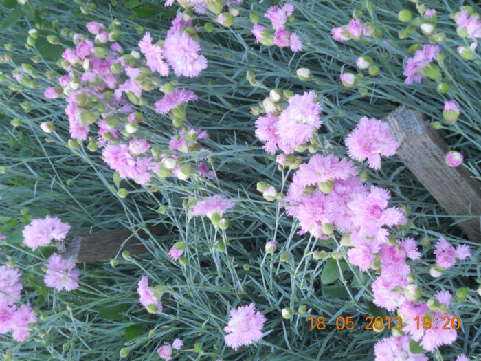 DSCN3203