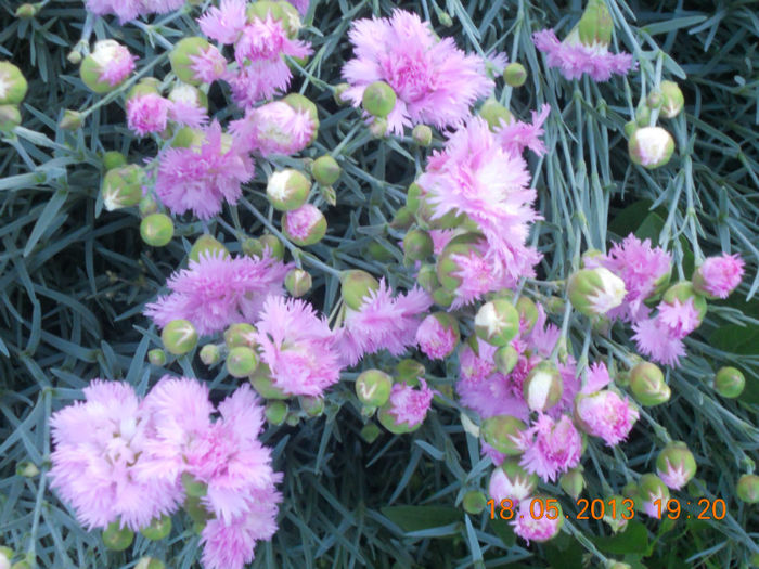 DSCN3204