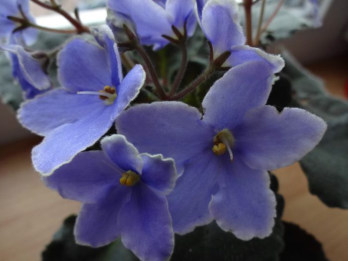 DSC01044 - z-diverse