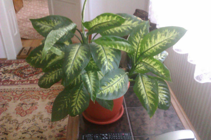 IMAG0810; Dieffenbachia
