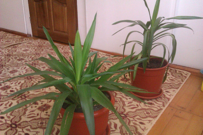 IMAG0811 - plante de apartament