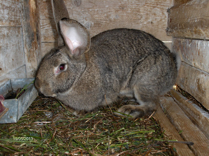 HPIM6475 - de vanzare iepuri urias german 2014