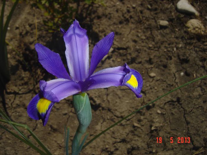 Picture 1725 - 0 IRIS