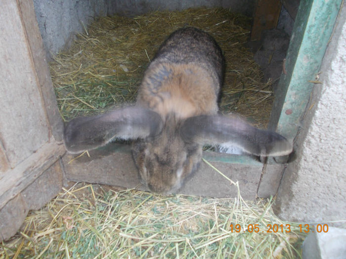 acelasi iepuroi urechi 22 cm - iepurii mei