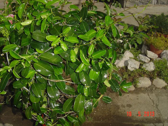 Picture 1710 - 0- STEPHANOTIS