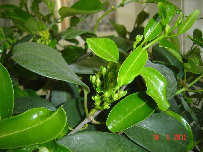 Picture 1704 - 0- STEPHANOTIS