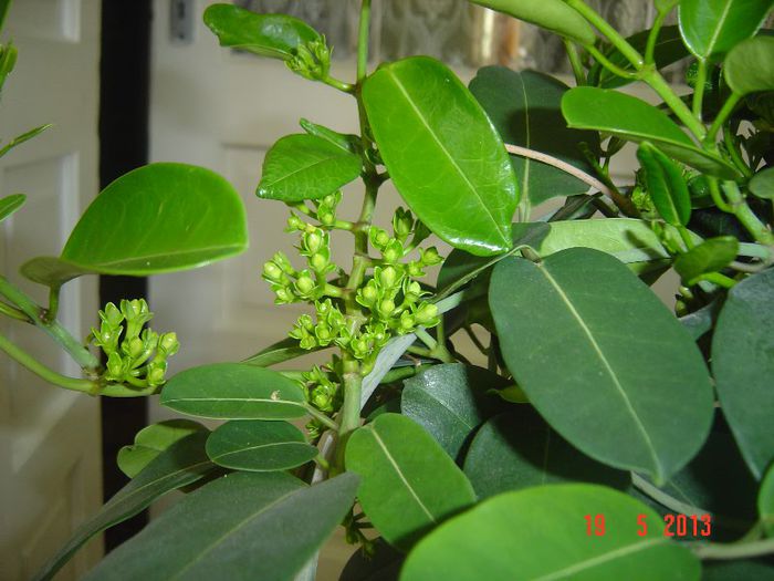Picture 1705 - 0- STEPHANOTIS
