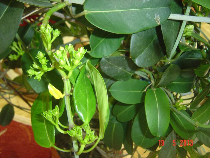 Picture 1706 - 0- STEPHANOTIS