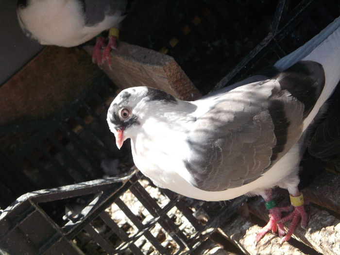 DSCF0954