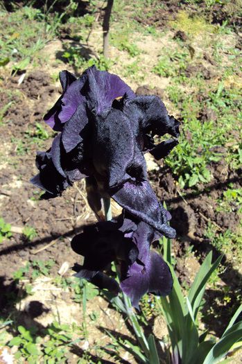 017 - GRADINA DE LA TARA 2013