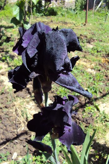 018 - GRADINA DE LA TARA 2013