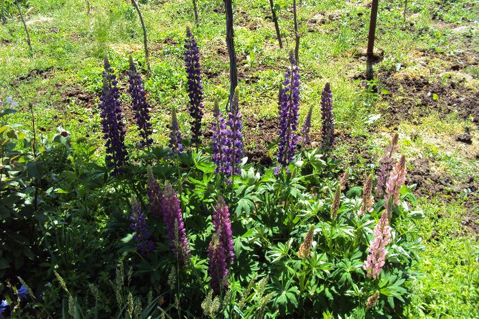 080 - GRADINA DE LA TARA 2013