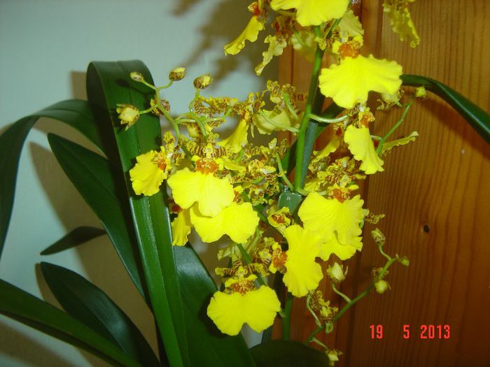 ORCHIDACEAE