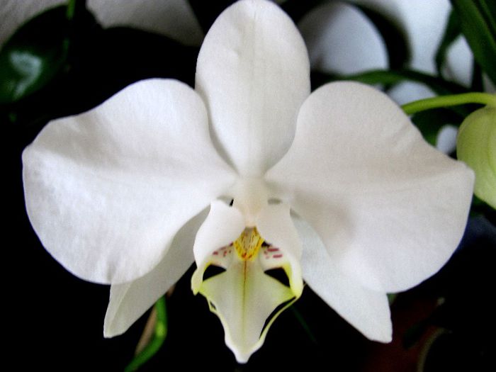 30-01-2013 006 - Orhidee