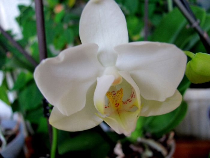 30-01-2013 007 - Orhidee