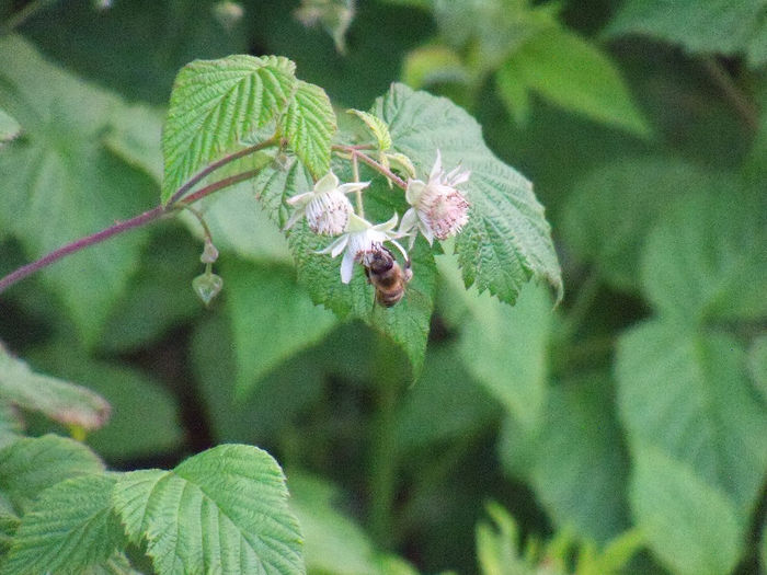 albini la florile de zmeur