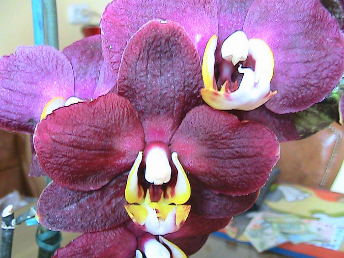 phale visinie cu alb 2013.05.02